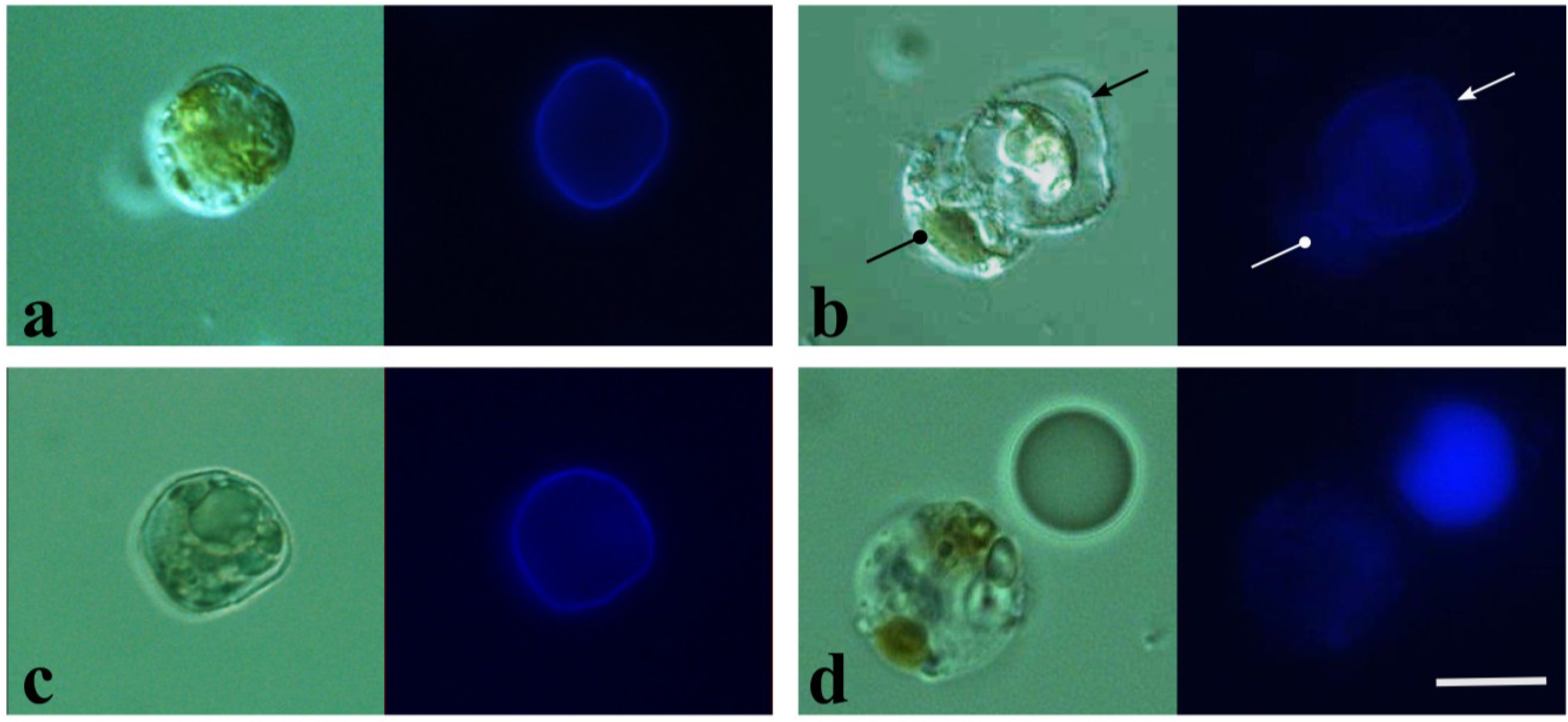 Marinedrugs 12 04743 g002