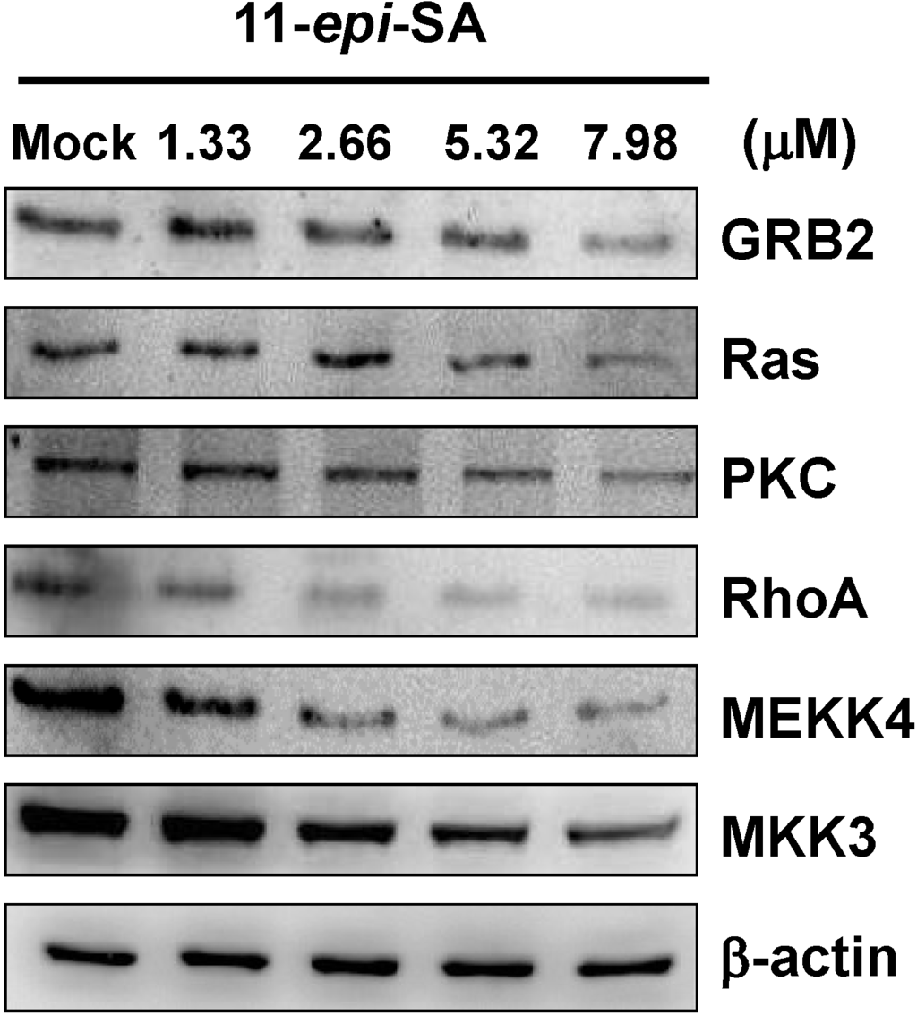 Marinedrugs 12 04783 g006 1024