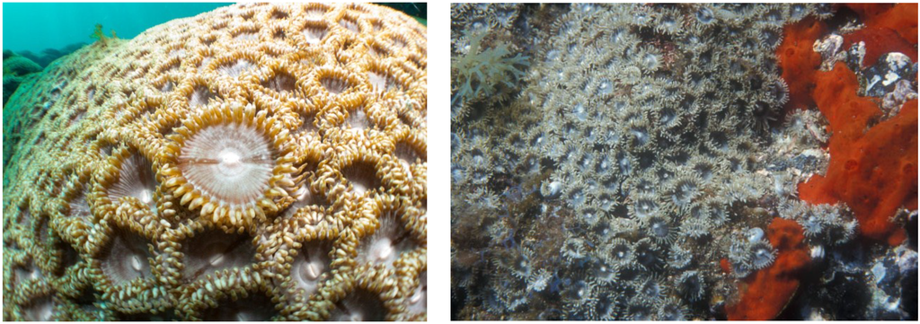 Marinedrugs 12 05188 g002 1024