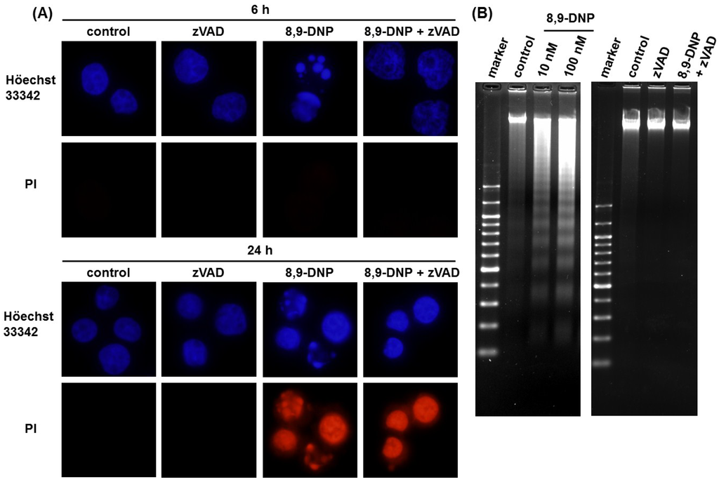 Marinedrugs 12 05576 g003 1024
