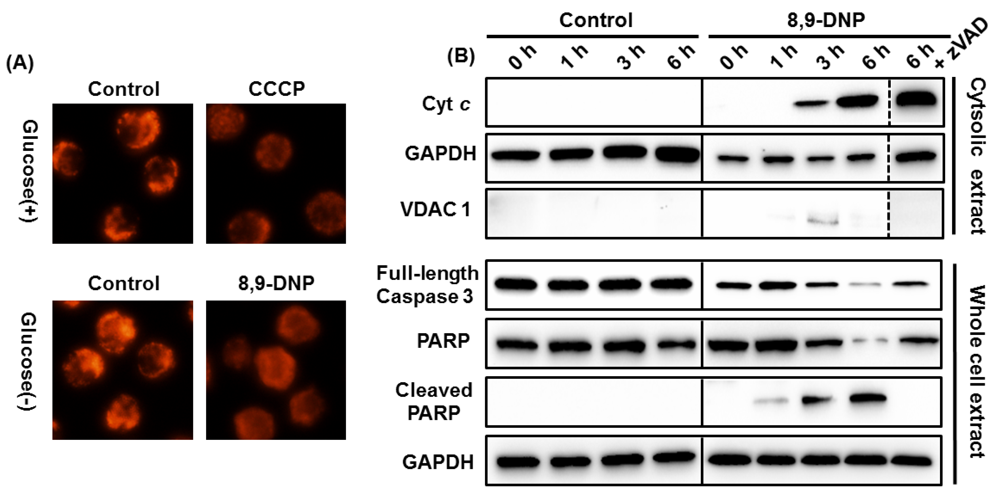 Marinedrugs 12 05576 g004