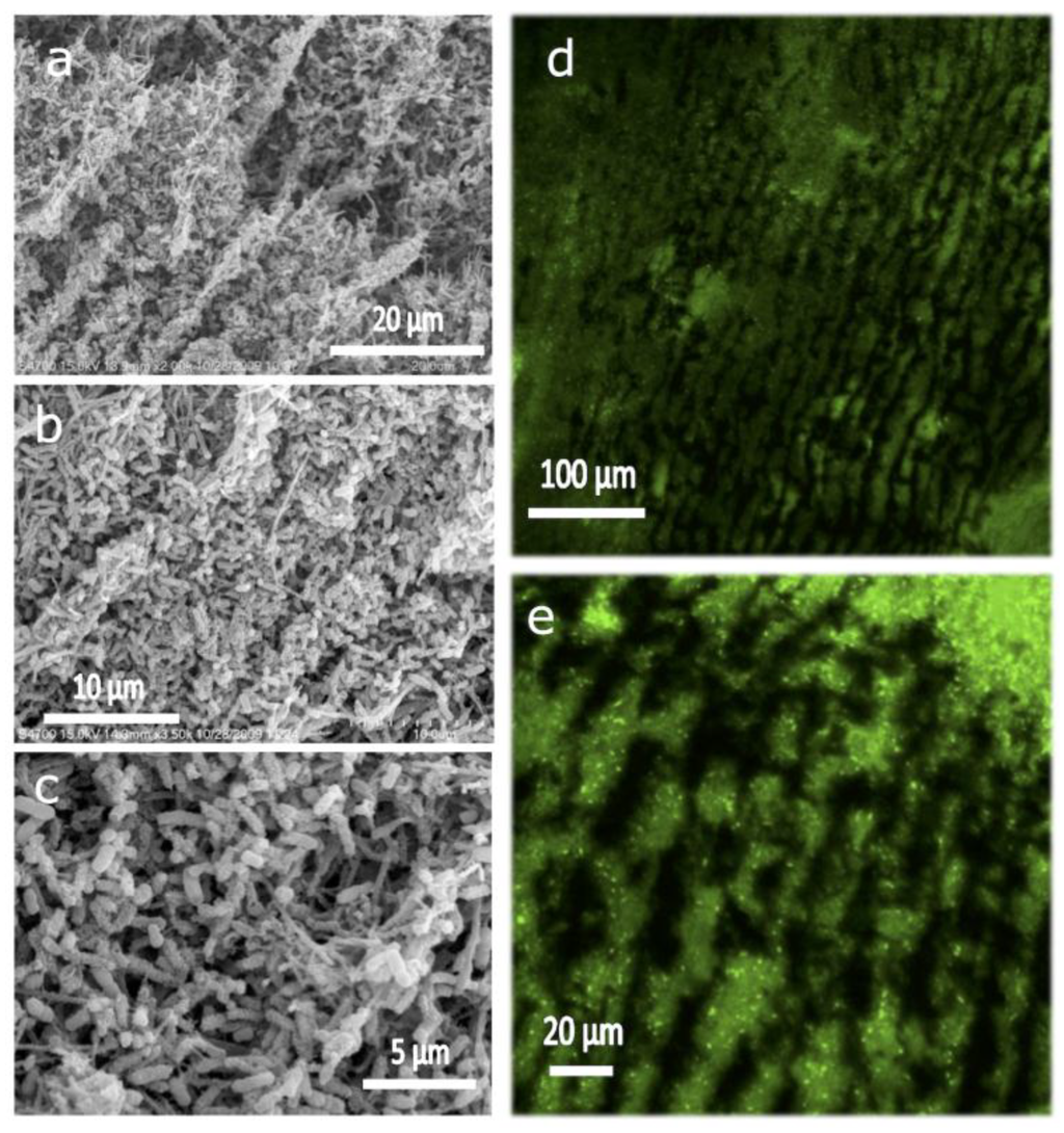 Marinedrugs 12 05619 g011 1024