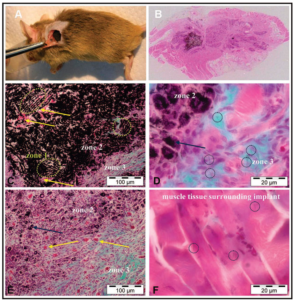 Marinedrugs 12 05619 g014 1024