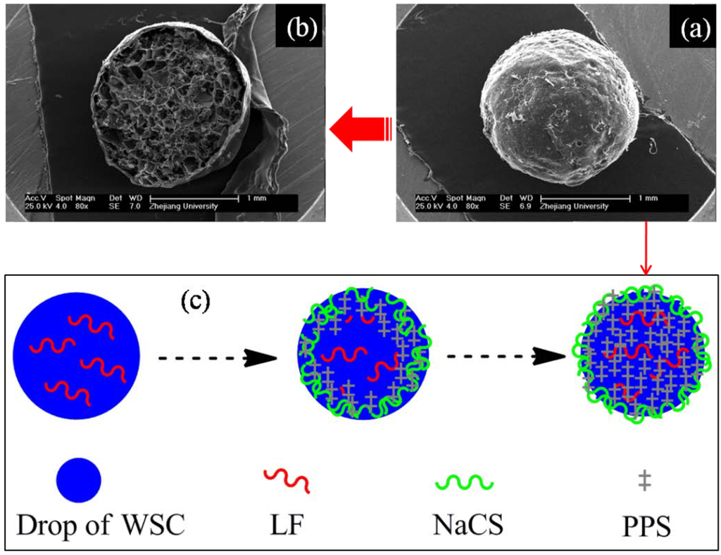 Marinedrugs 12 06236 g006 1024