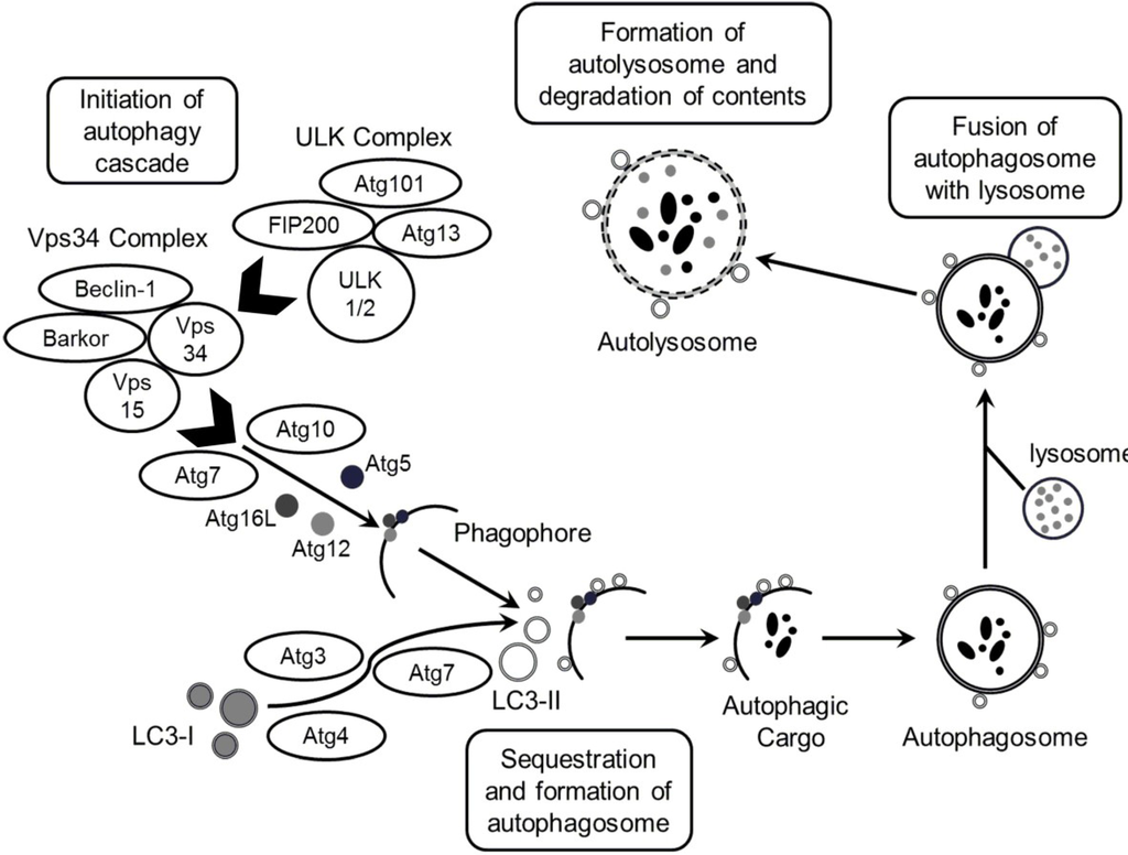 Marinedrugs 13 00288 g001 1024