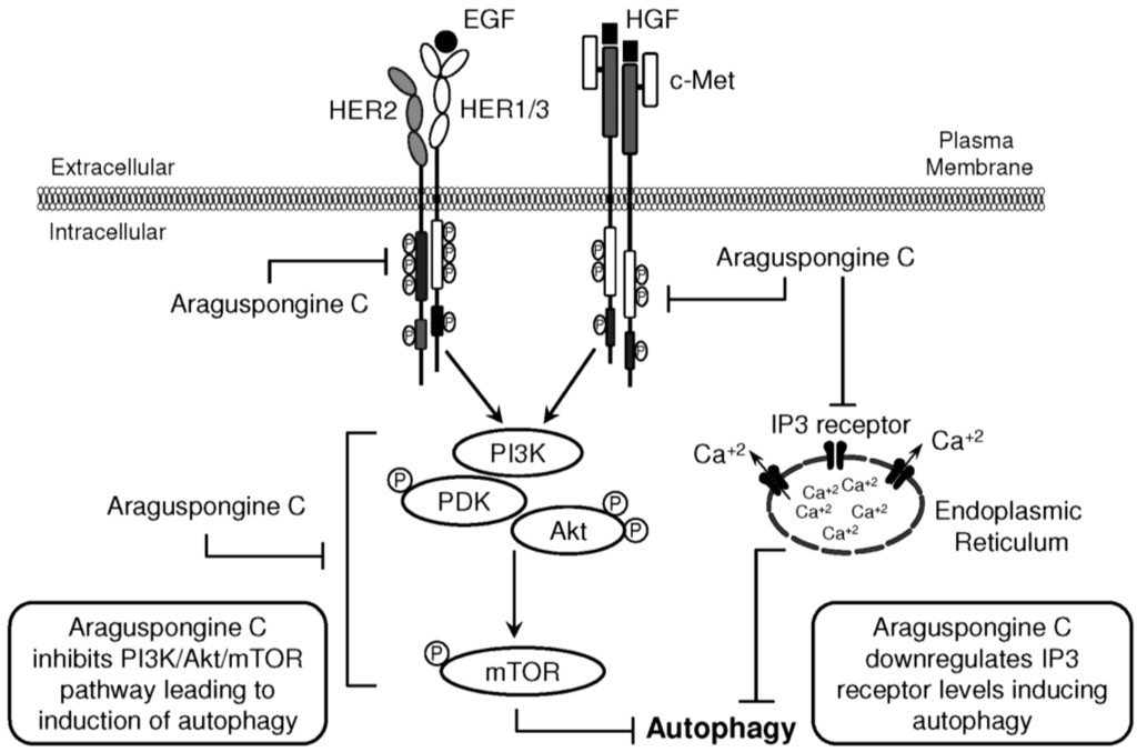 Marinedrugs 13 00288 g009 1024