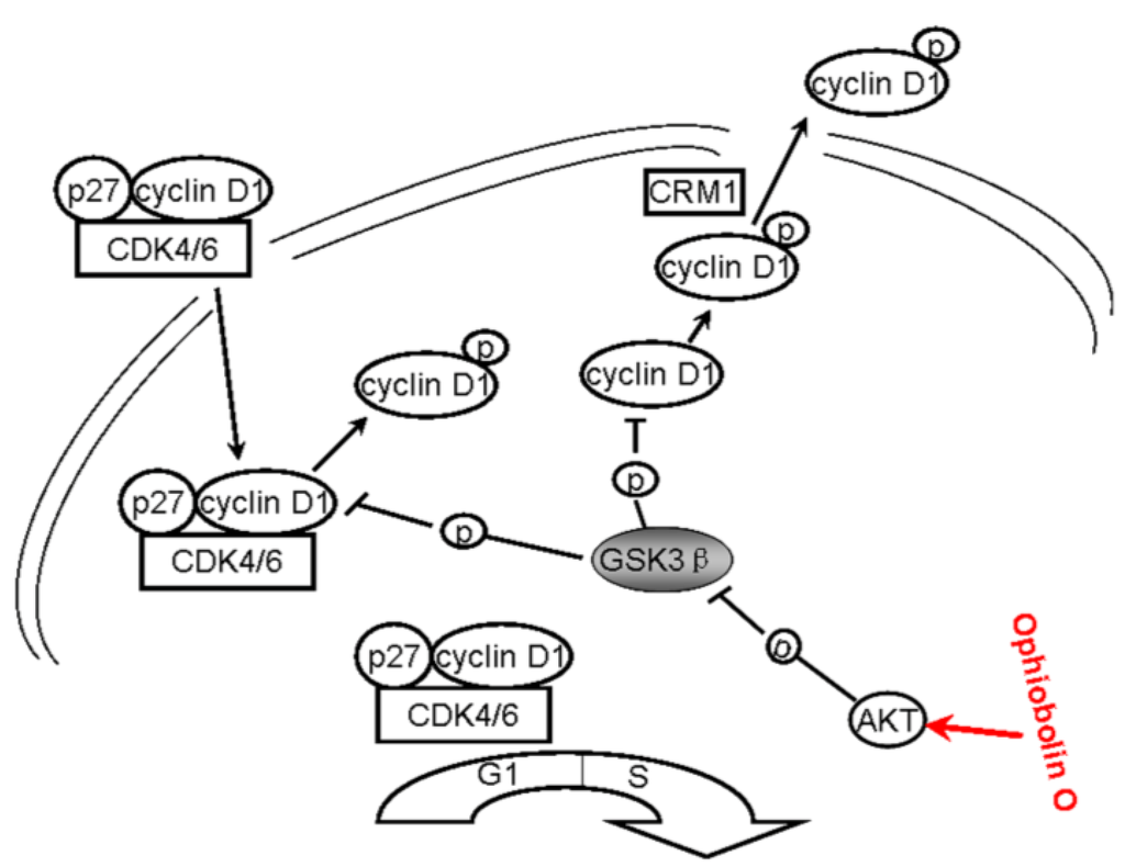 Marinedrugs 13 00431 g006 1024