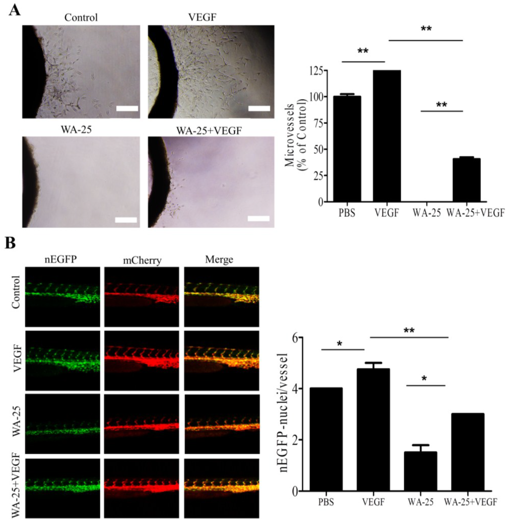 Marinedrugs 13 00861 g006 1024