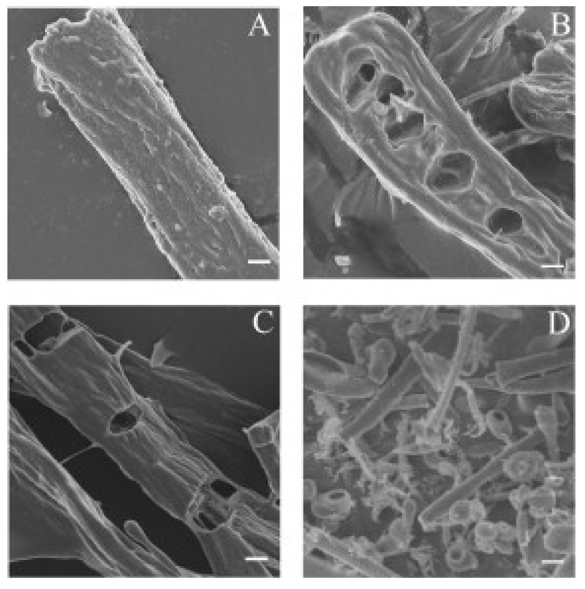 Marinedrugs 13 01481 g004