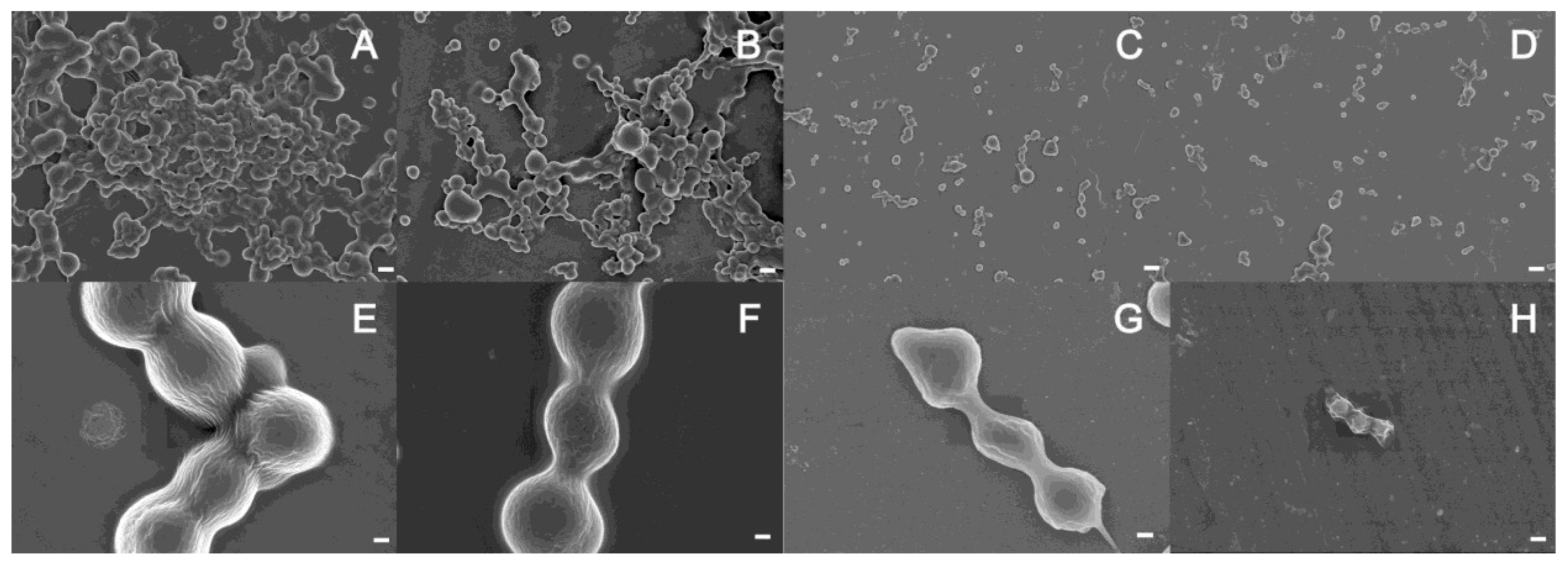 Marinedrugs 13 01481 g005