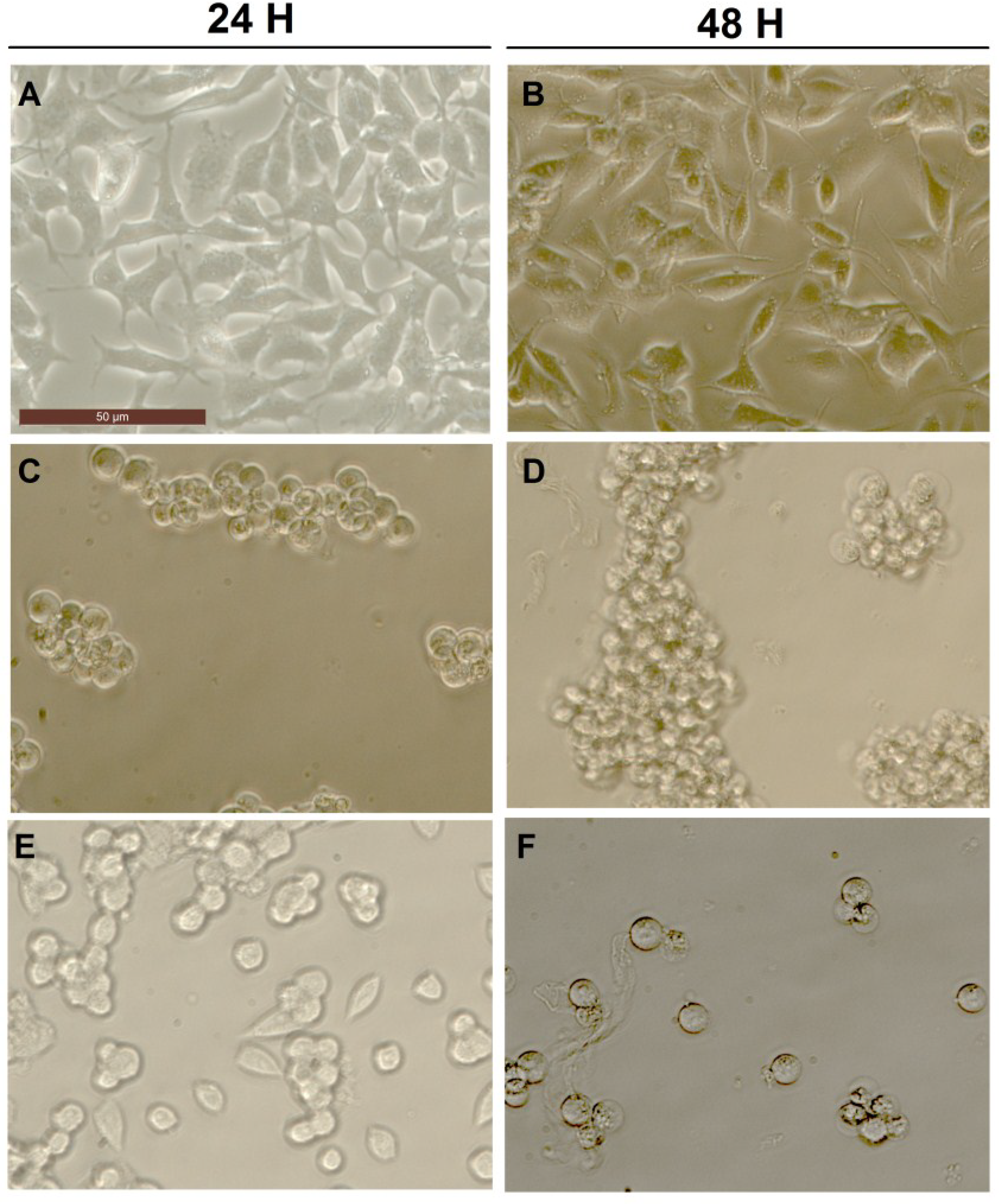 Marinedrugs 13 01666 g004