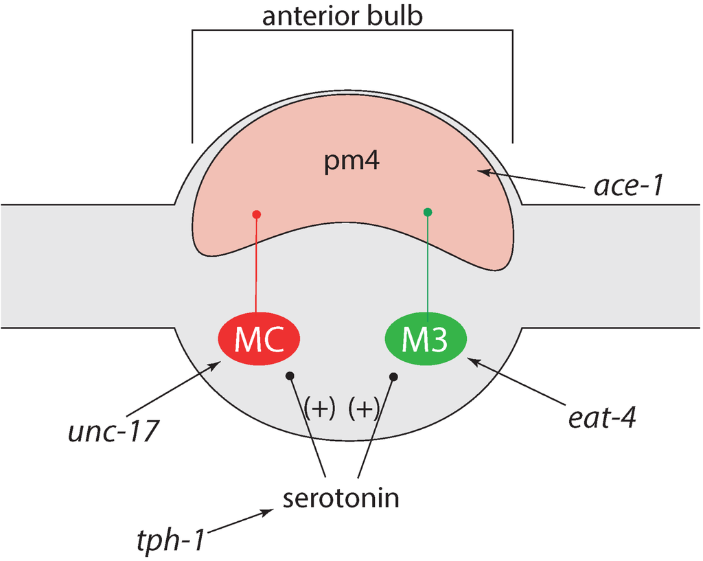 Marinedrugs 13 02785 g006 1024