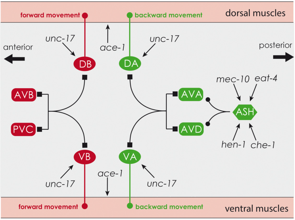 Marinedrugs 13 02785 g009 1024