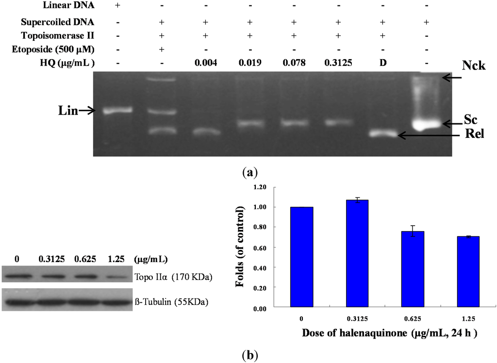 Marinedrugs 13 03132 g003 1024