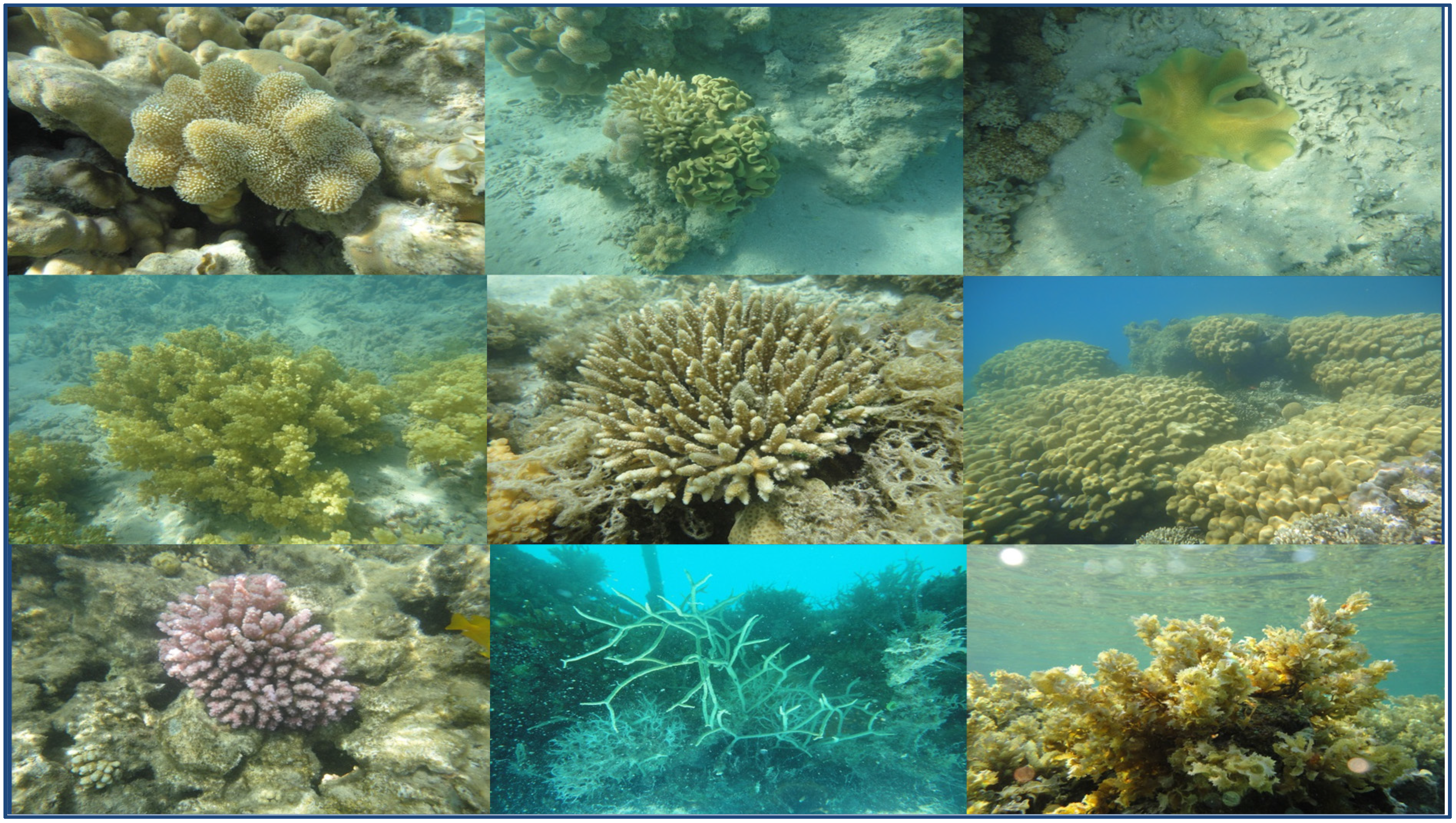 Marinedrugs 13 03154 g001