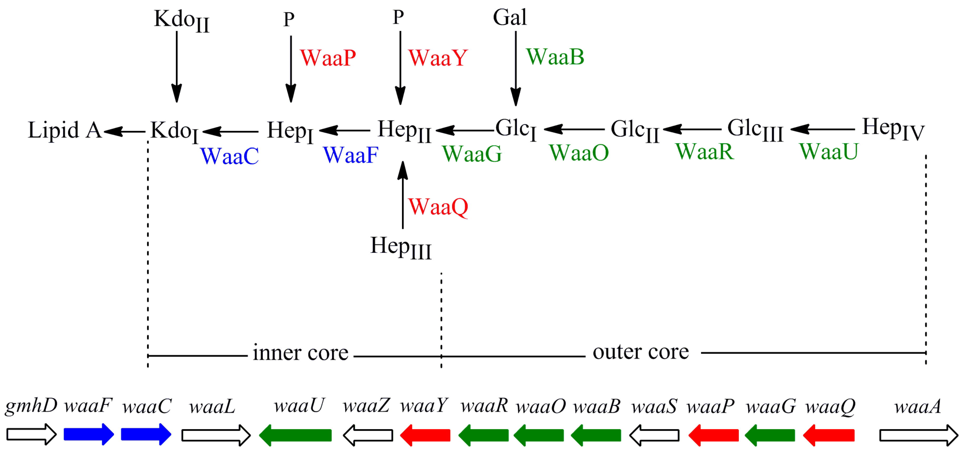 Marinedrugs 13 03325 g001