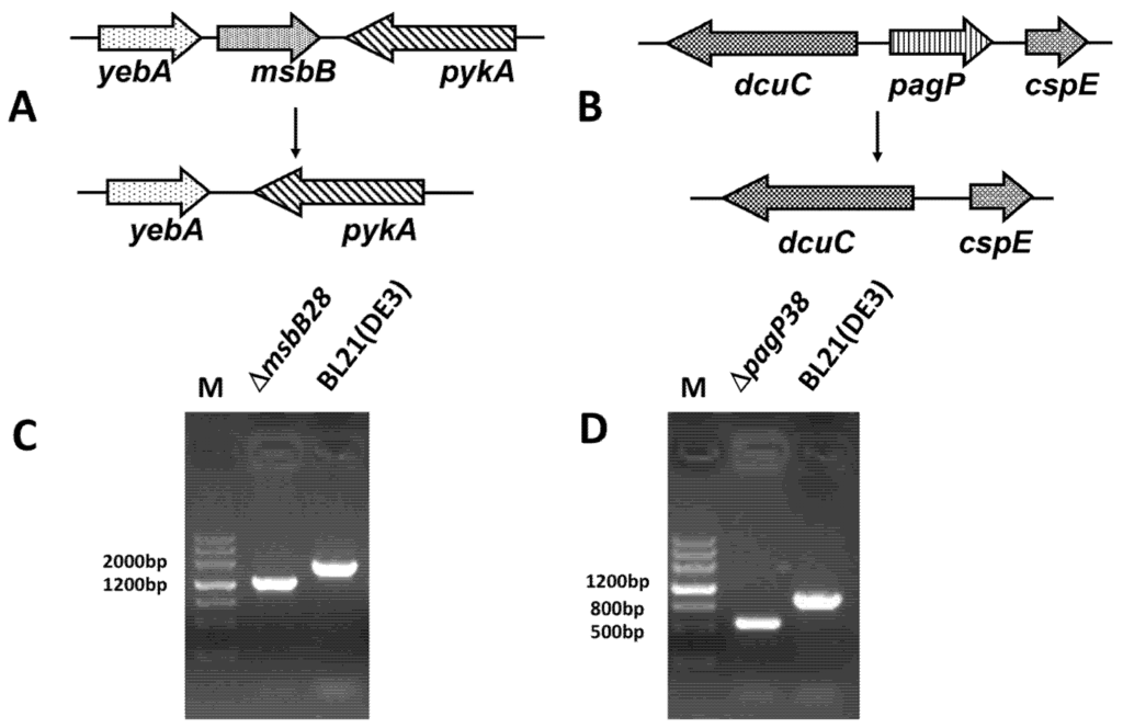 Marinedrugs 13 03388 g001 1024