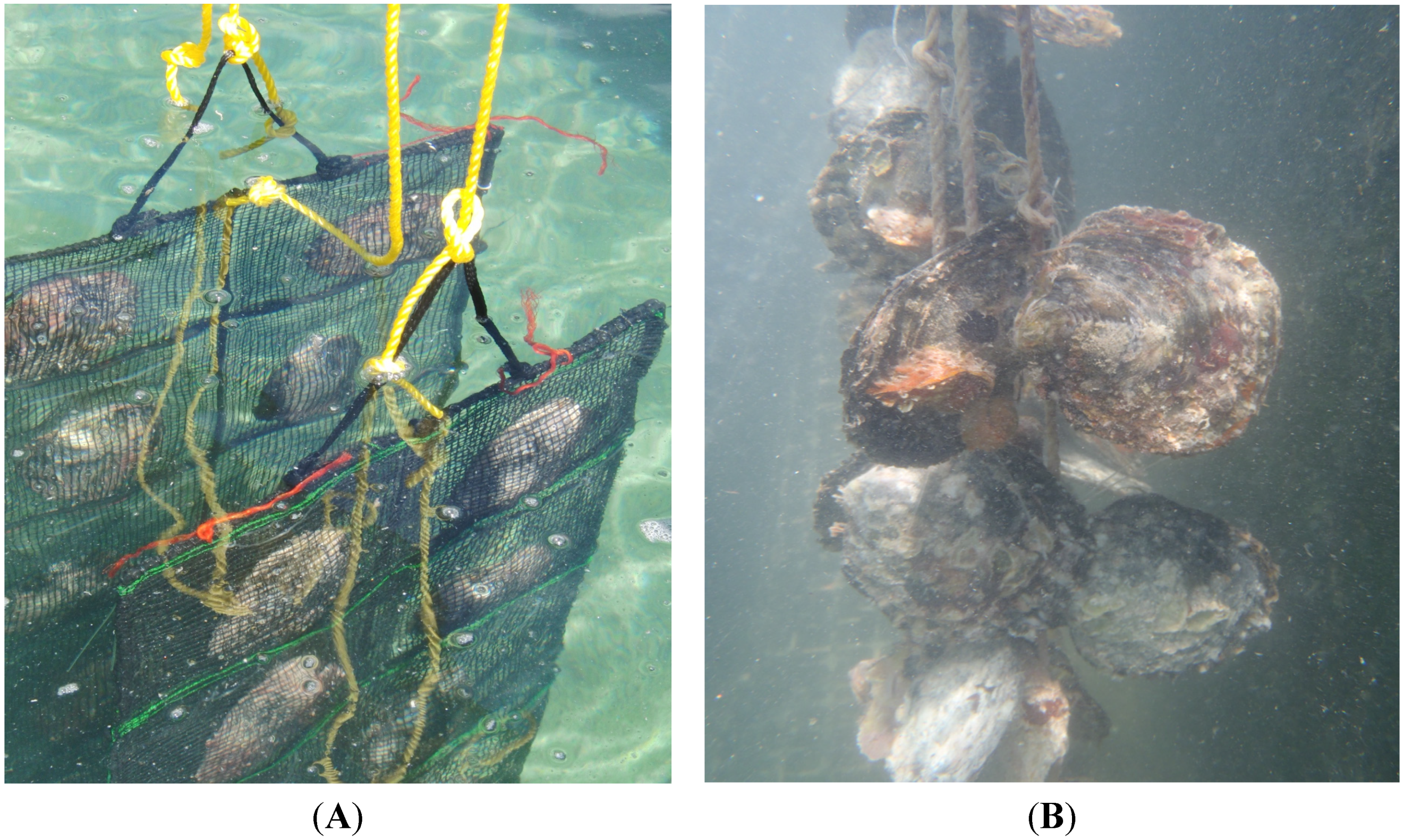 Marinedrugs 13 03732 g004