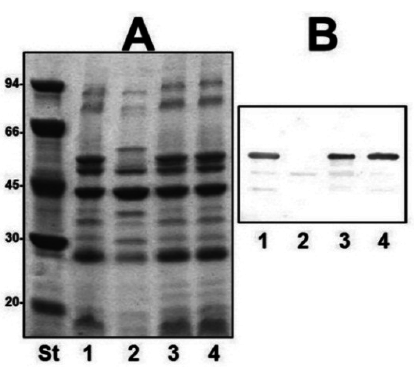 Marinedrugs 13 03791 g003