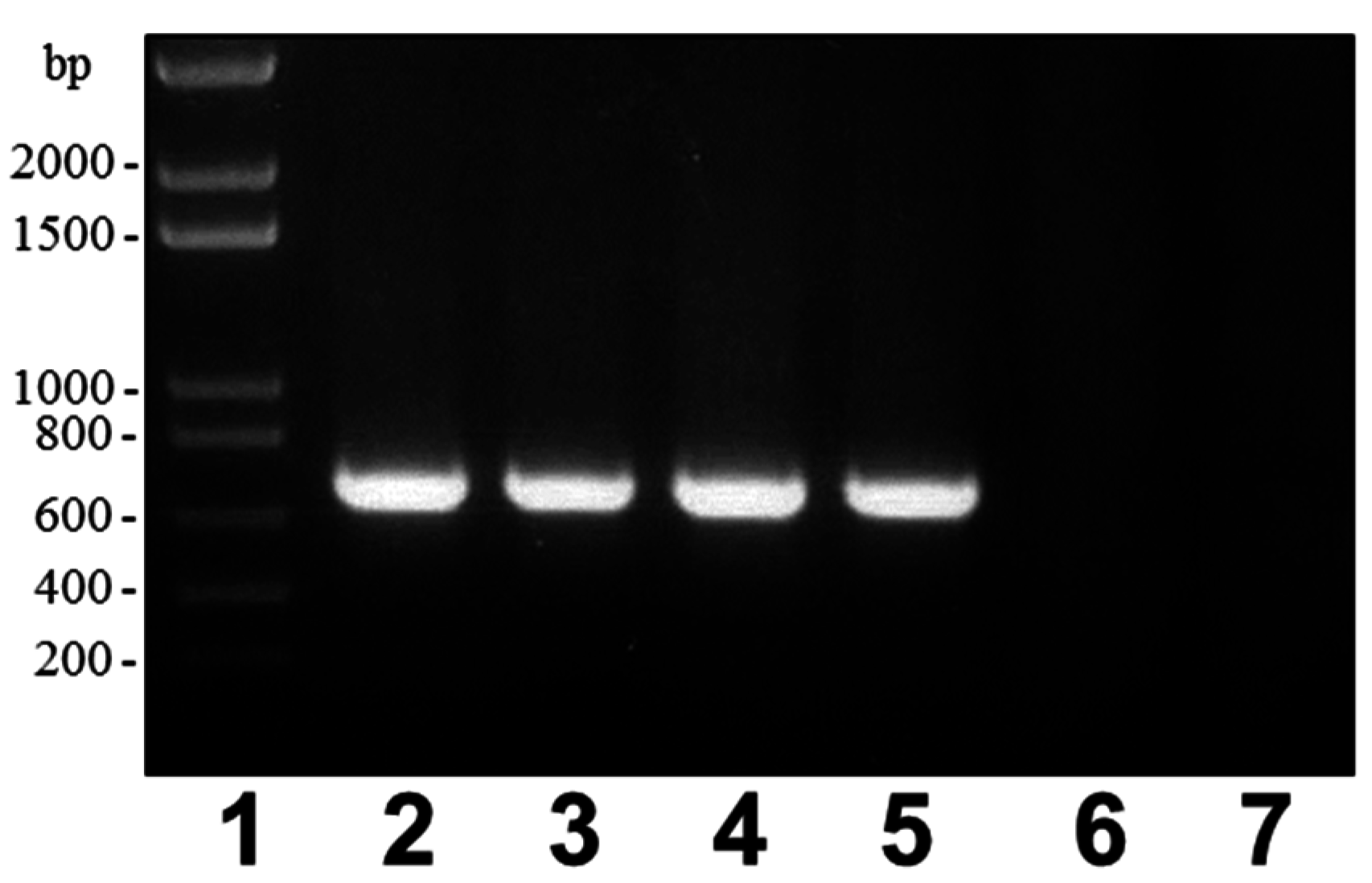 Marinedrugs 13 03791 g006