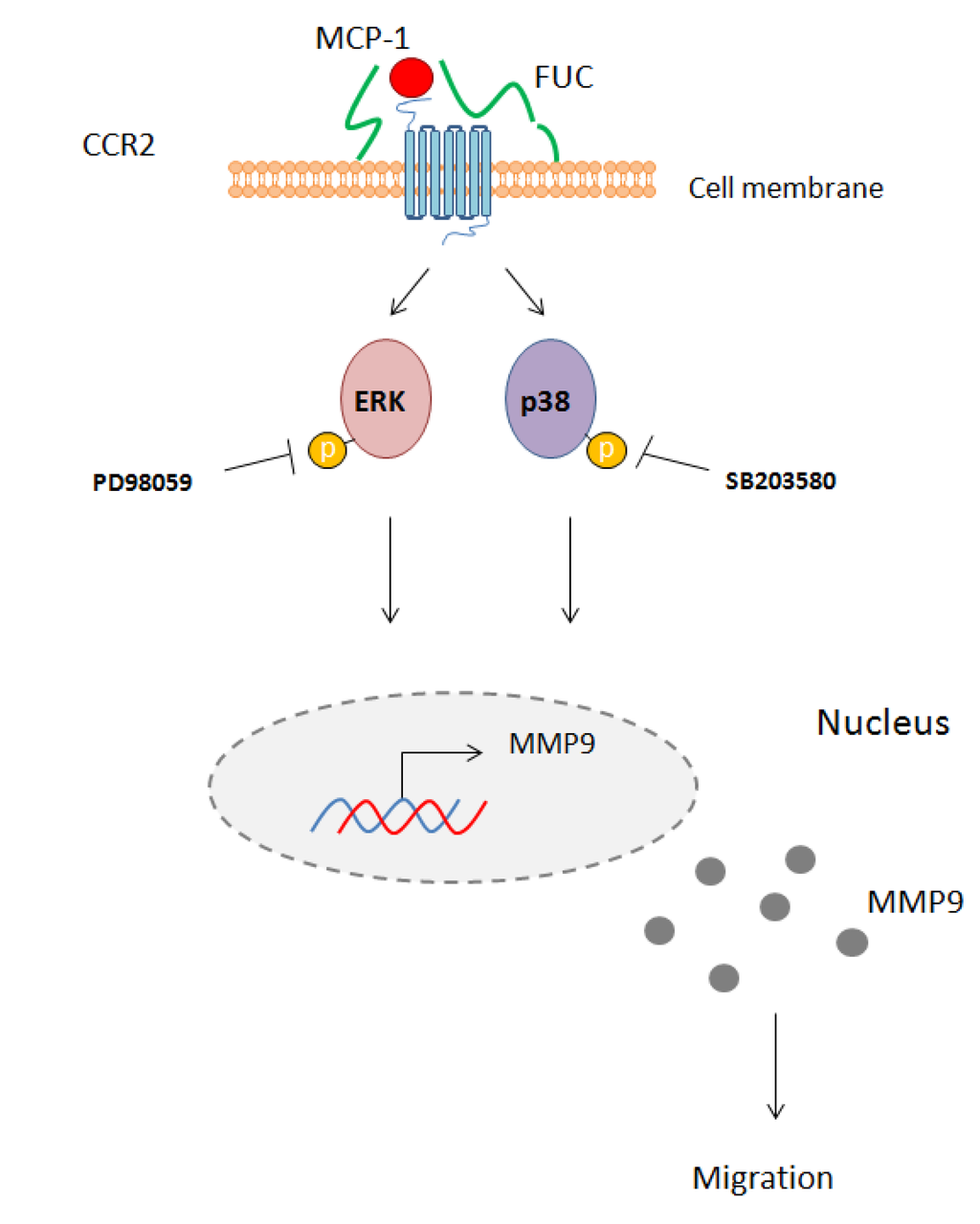 Marinedrugs 13 04156 g005 1024