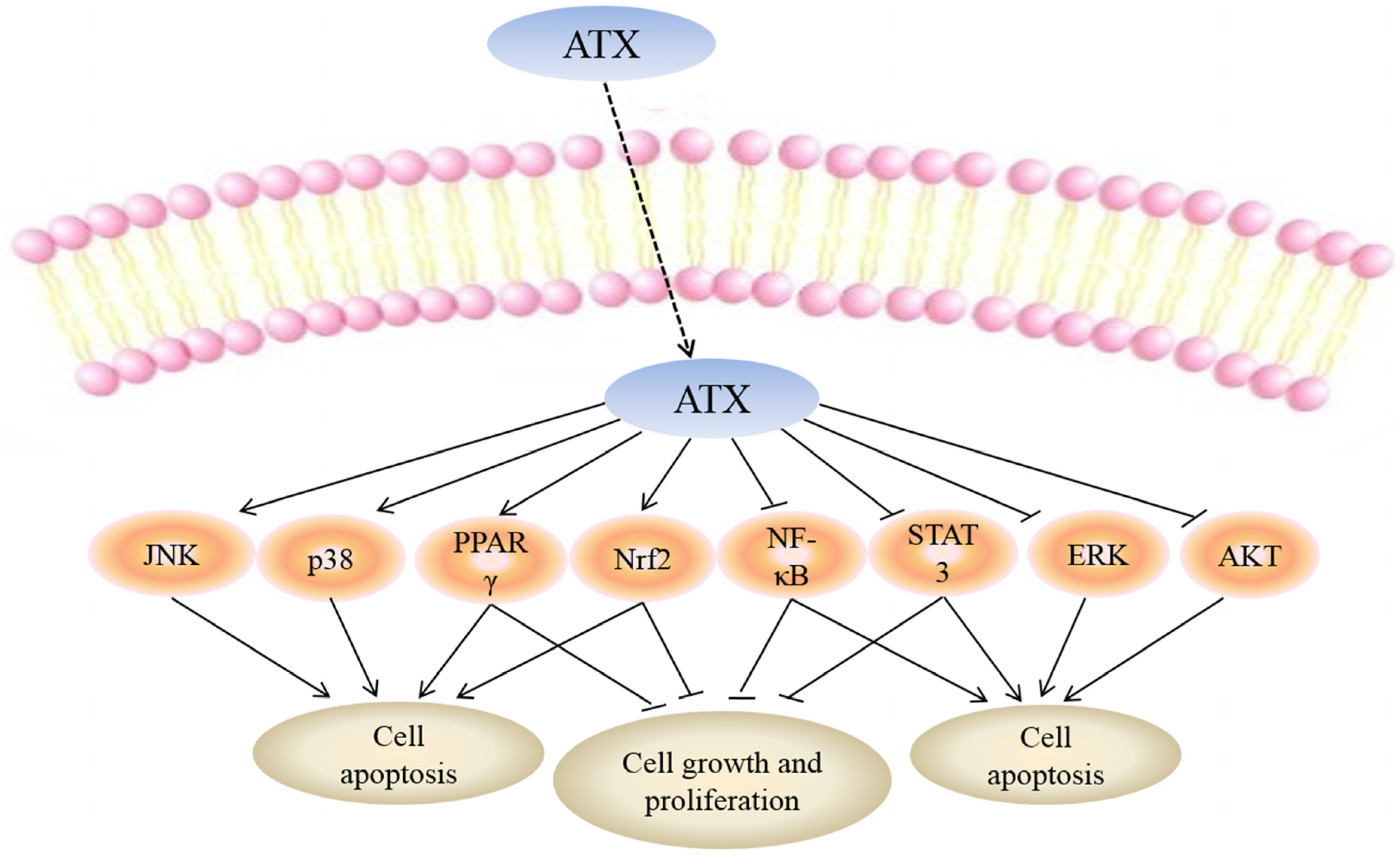 Marinedrugs 13 04310 g002