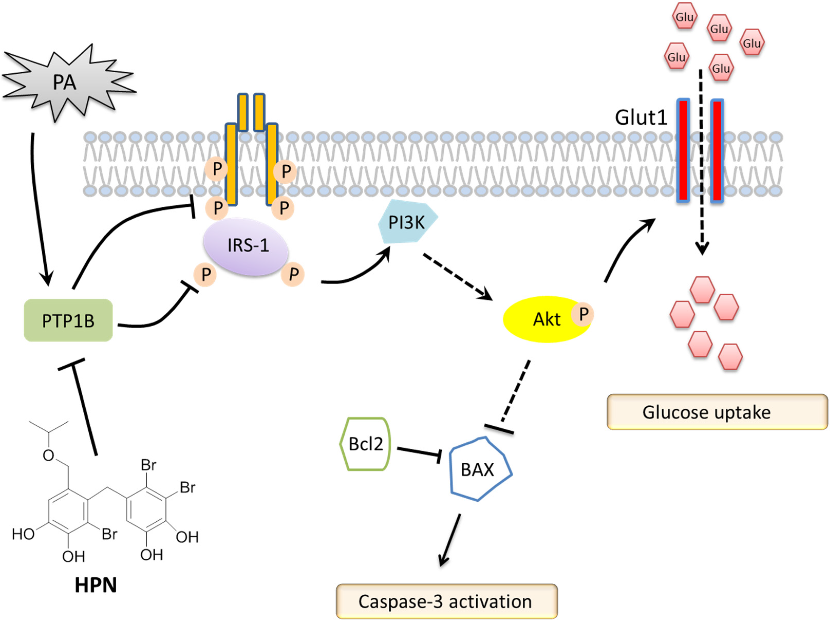 Marinedrugs 13 04452 g007