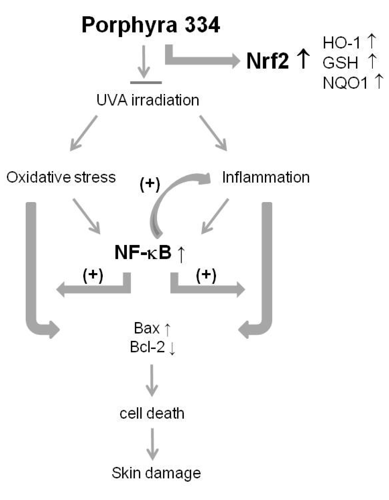 Marinedrugs 13 04721 g004