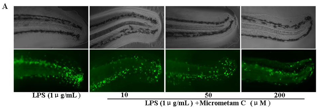 Marinedrugs 13 05593 g001a 1024