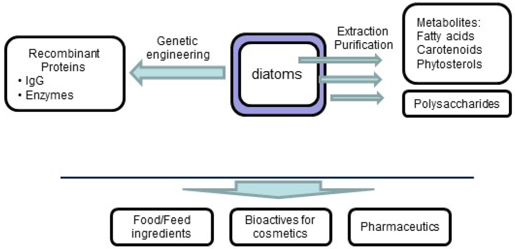 Marinedrugs 13 05993 g001 1024
