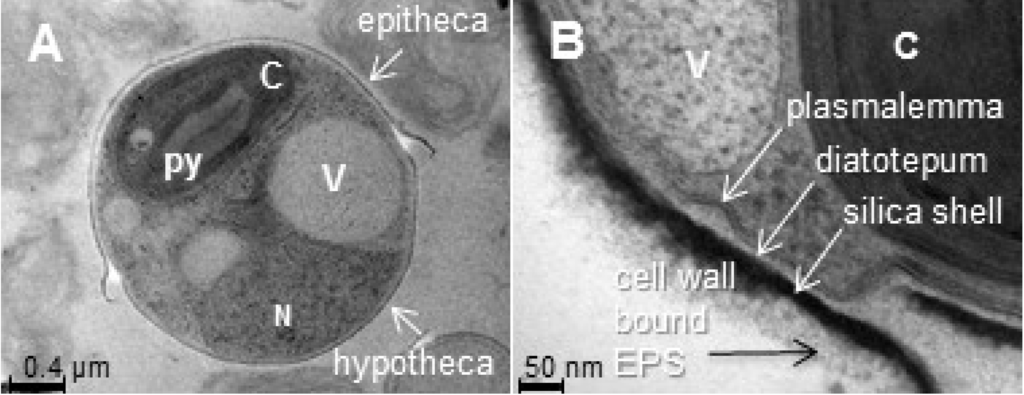 Marinedrugs 13 05993 g002 1024