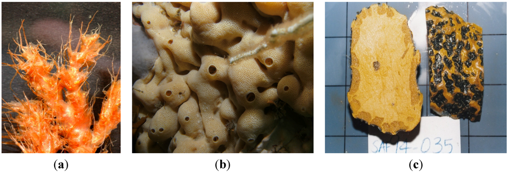 Marinedrugs 13 06366 g001 1024