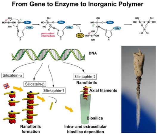 Marinedrugs 13 07059 i002