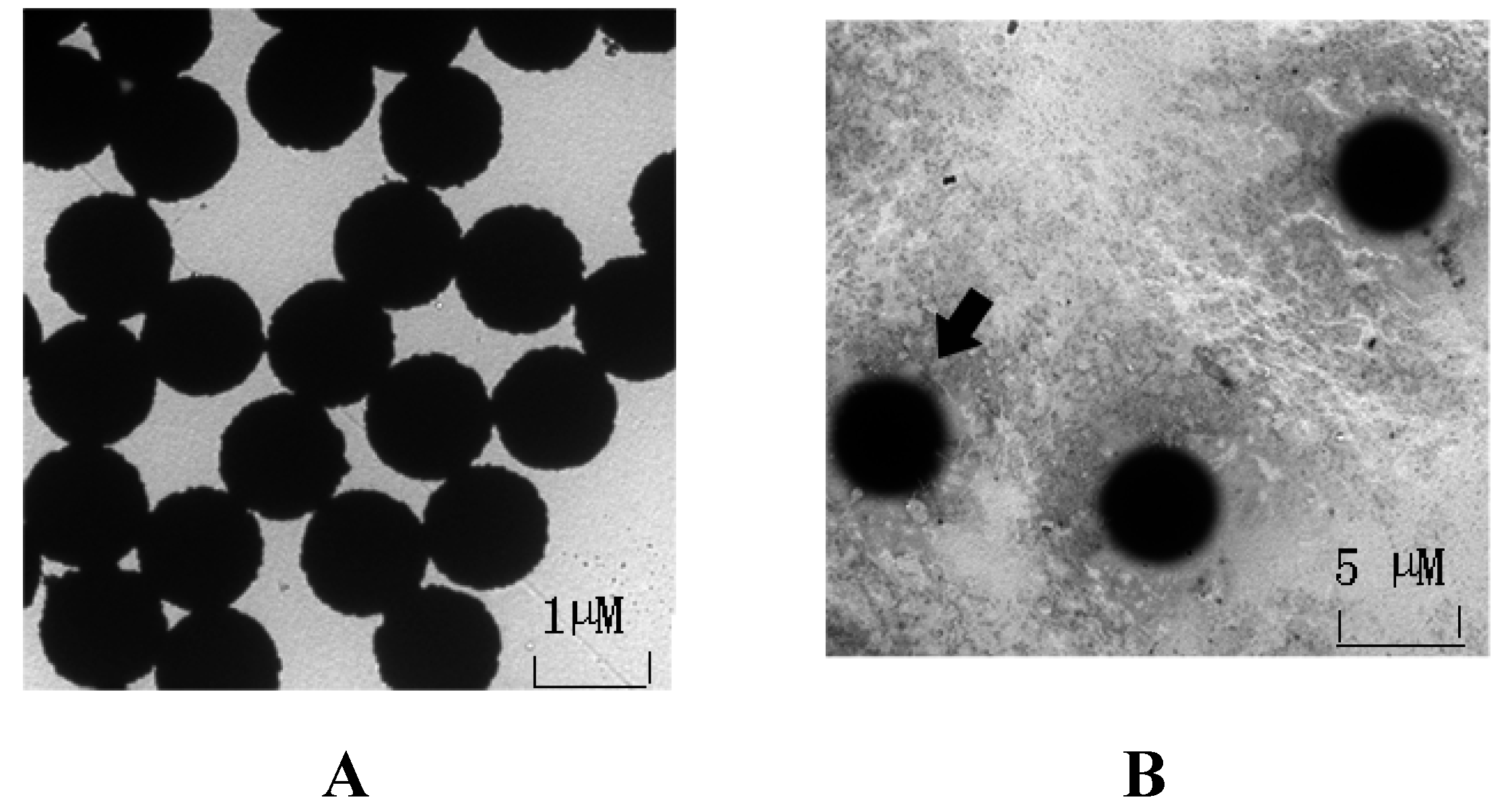 Marinedrugs 13 07066 g002