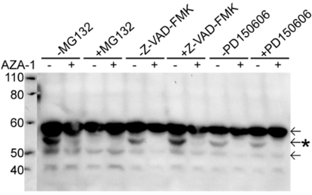 Marinedrugs 13 07072 g007 1024