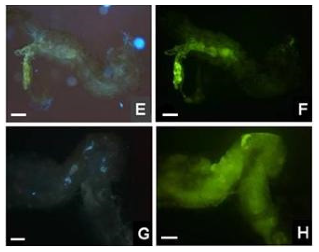 Marinedrugs 14 00020 g008b 1024