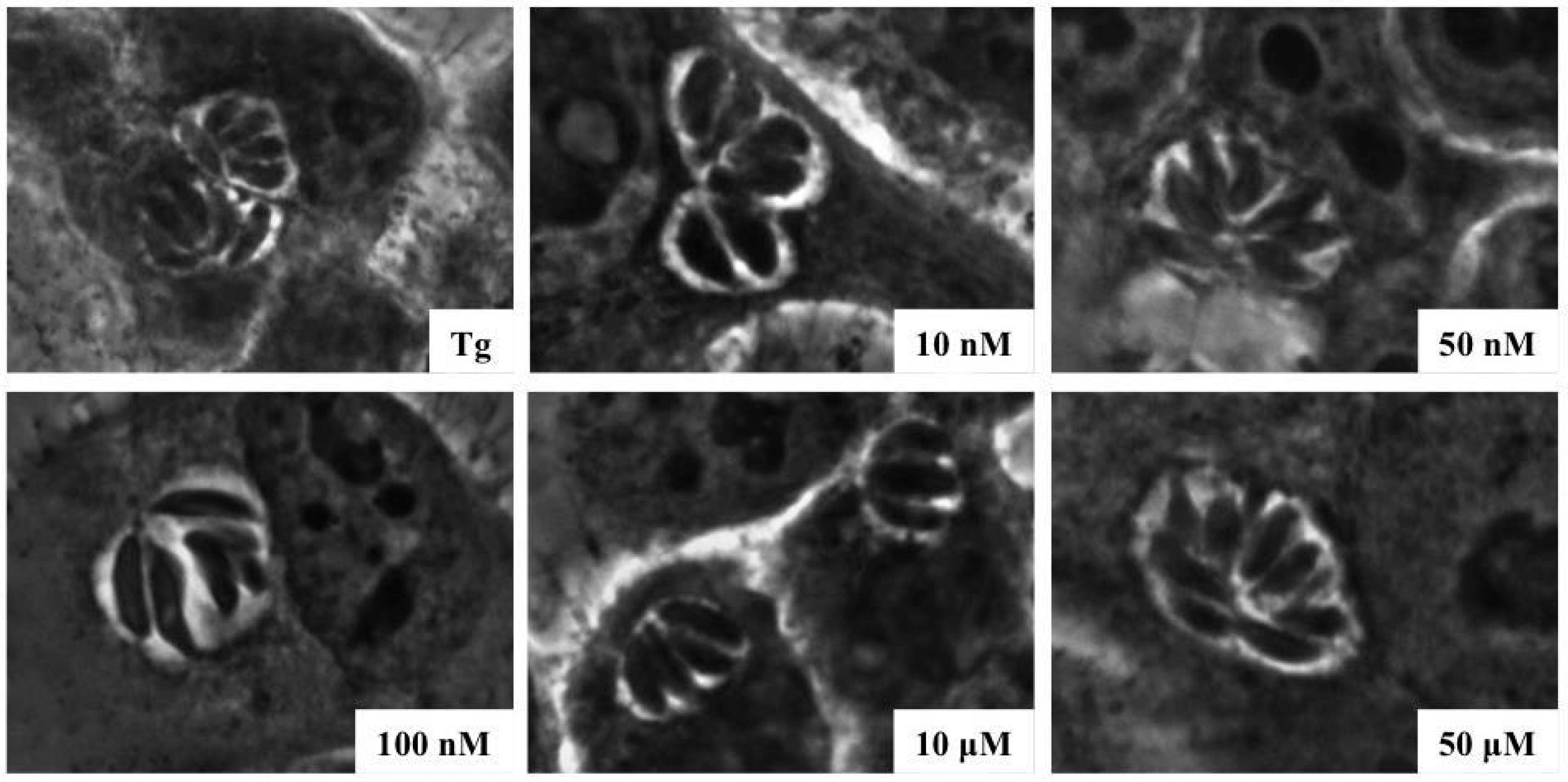 Marinedrugs 14 00066 g004