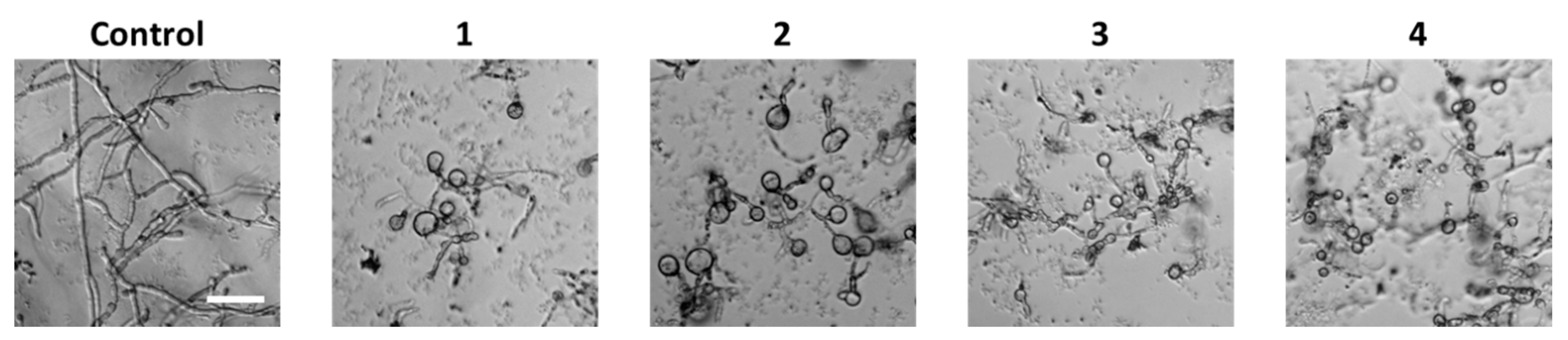 Marinedrugs 14 00072 g005