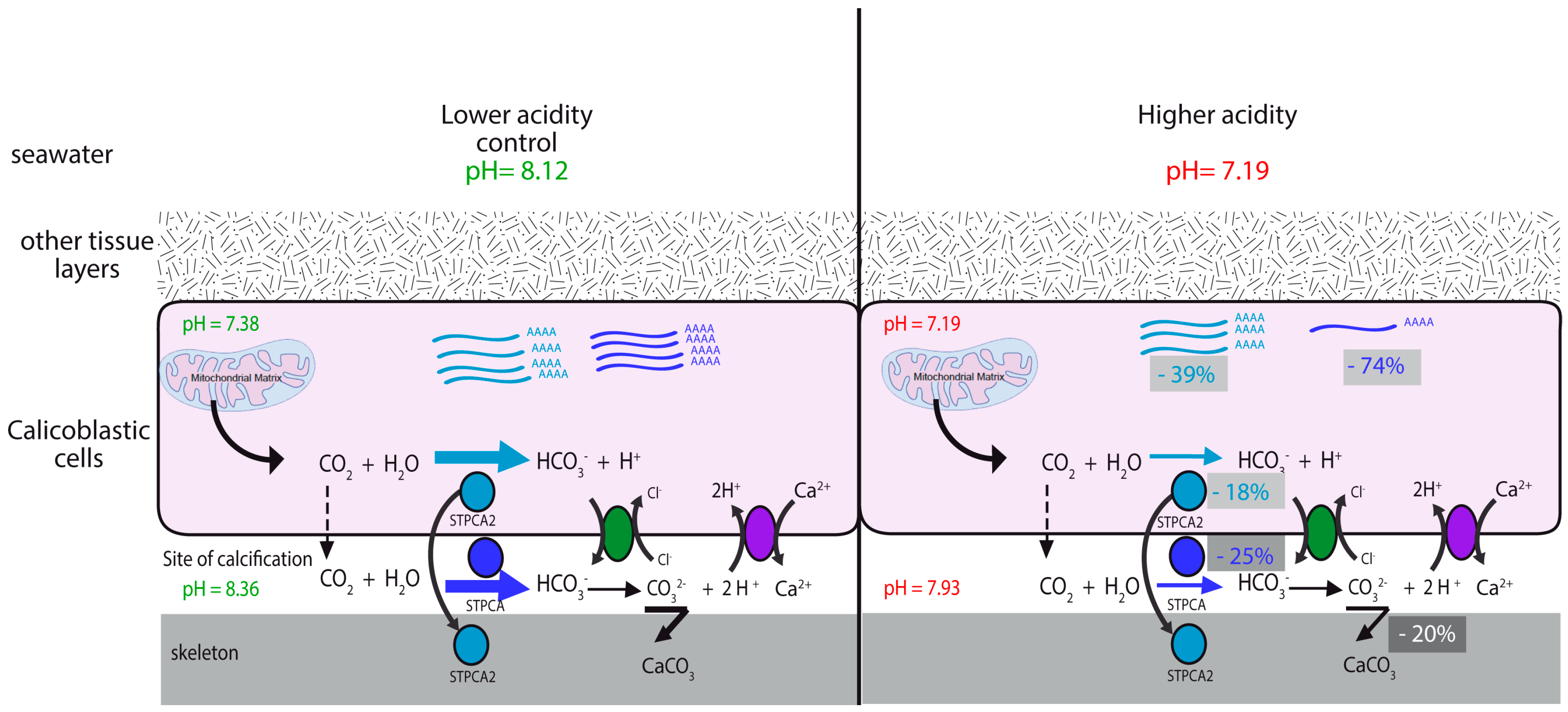 Marinedrugs 14 00109 g003