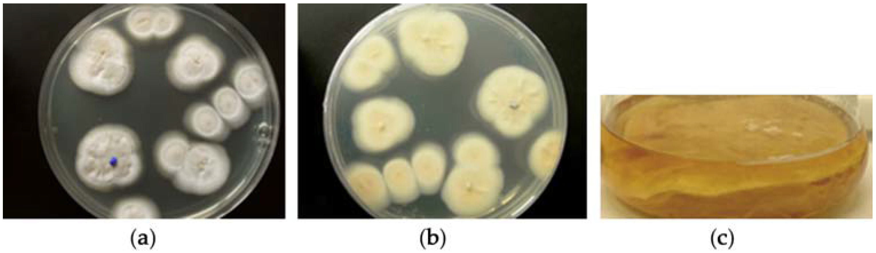 Marinedrugs 15 00084 g001