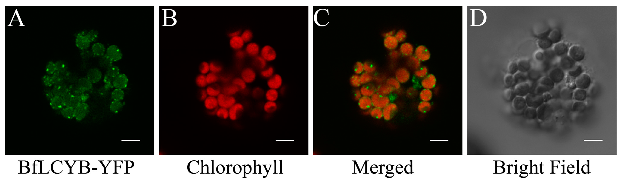 Marinedrugs 15 00116 g003