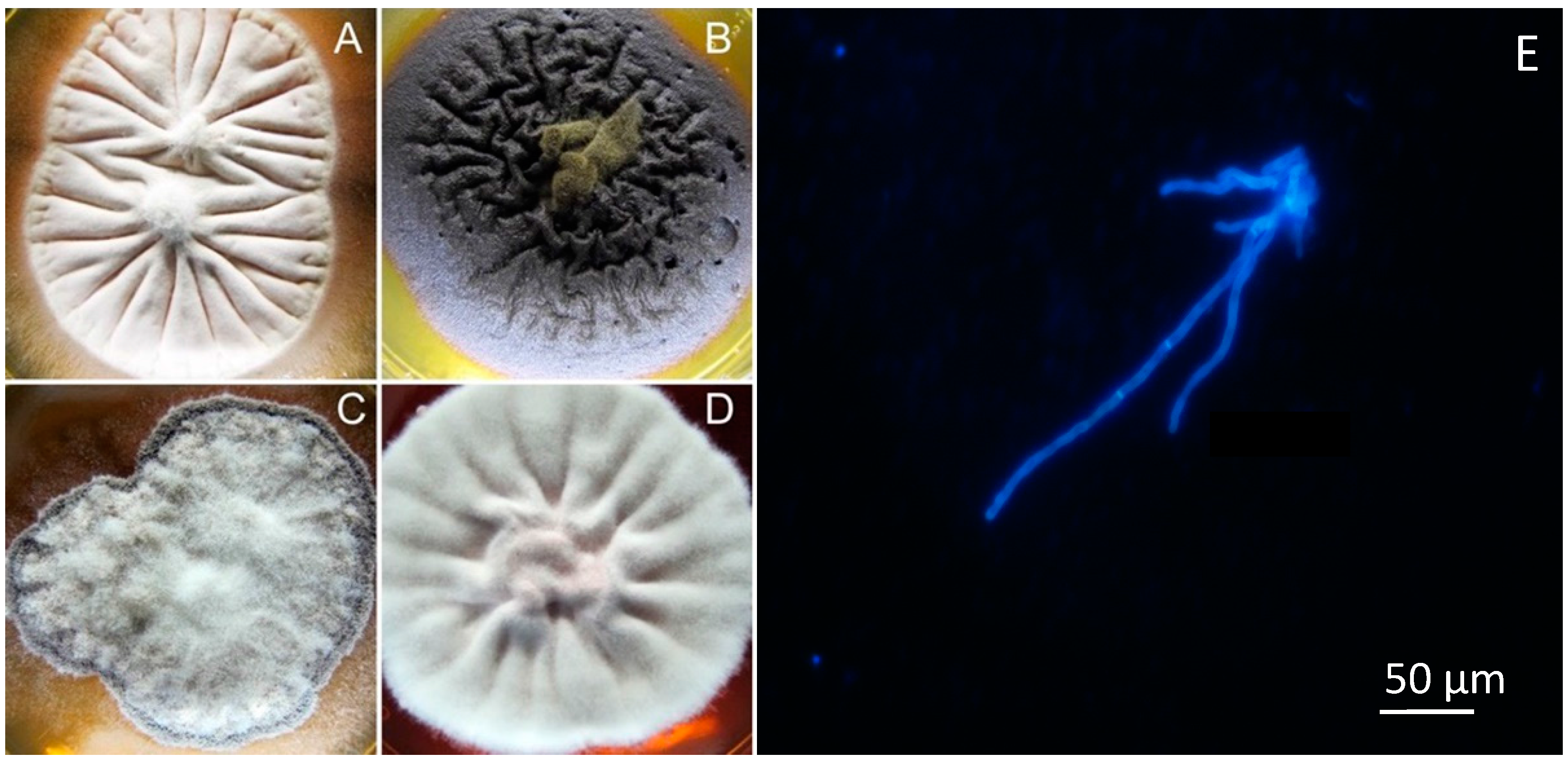 Marinedrugs 15 00118 g001