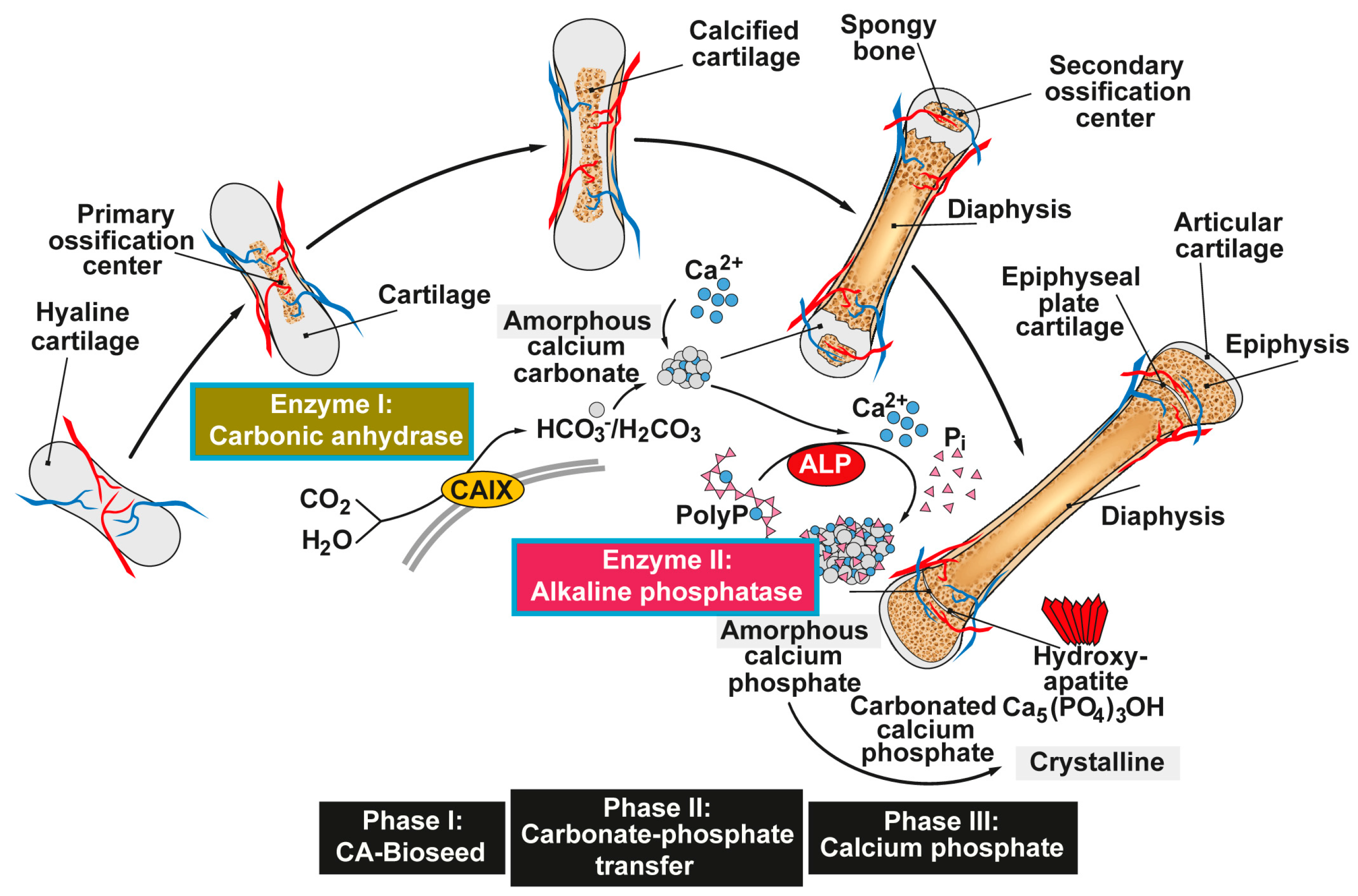 Marinedrugs 15 00172 g001