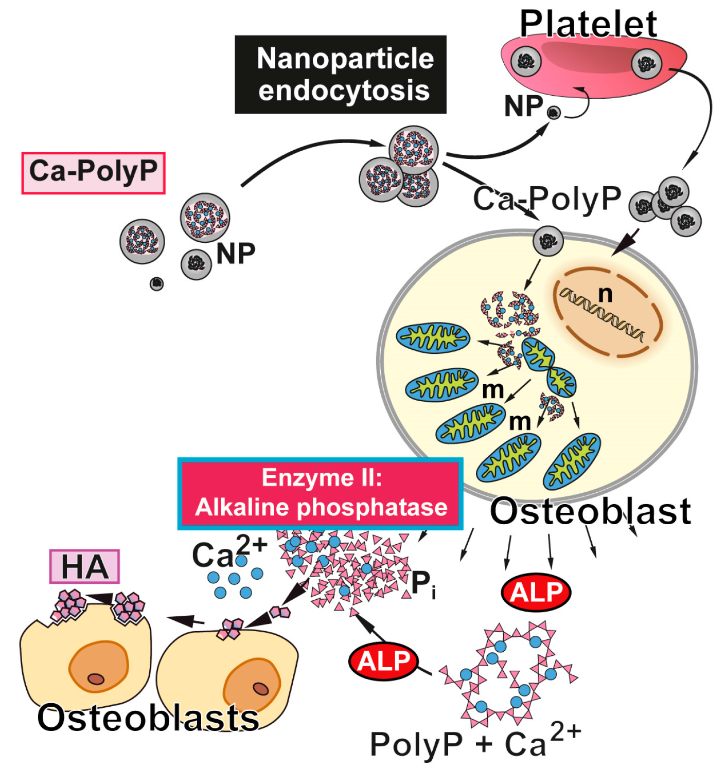 Marinedrugs 15 00172 g002