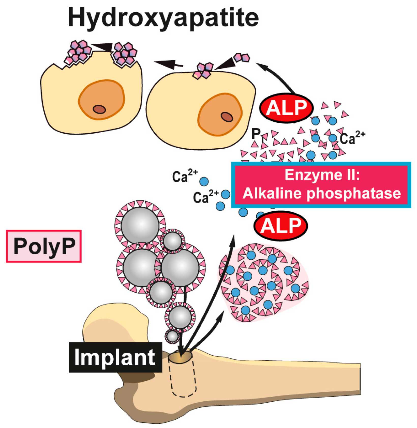 Marinedrugs 15 00172 g004