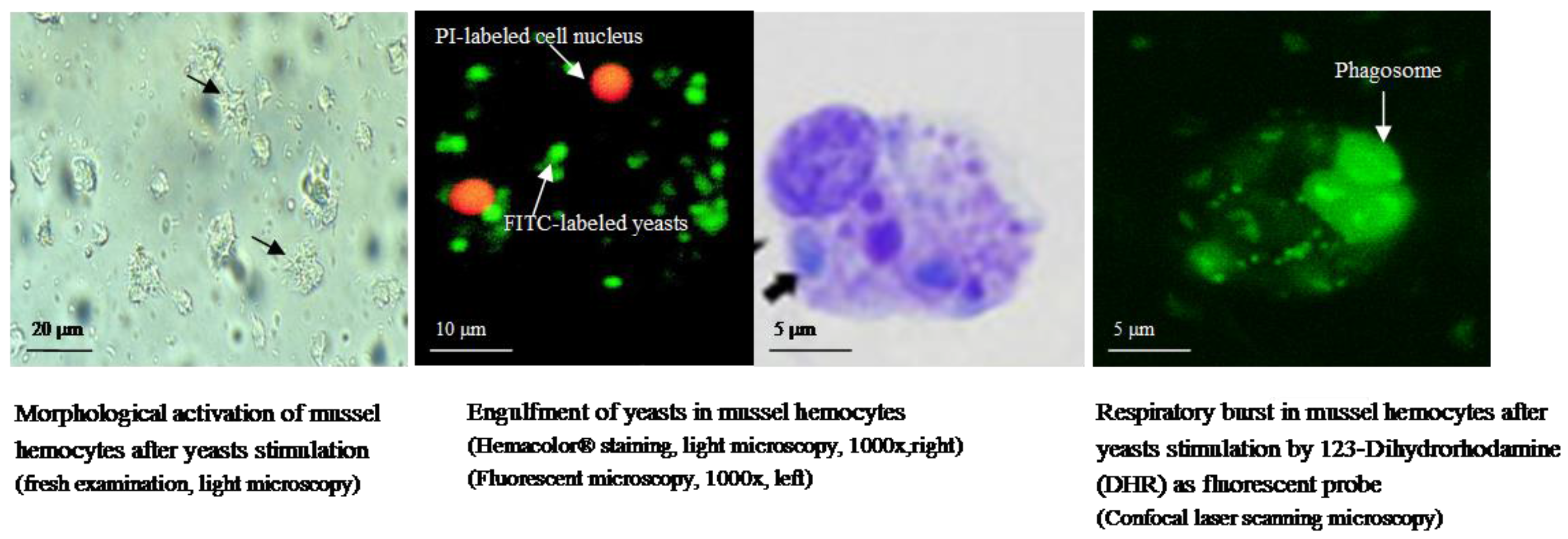 Marinedrugs 15 00182 g001