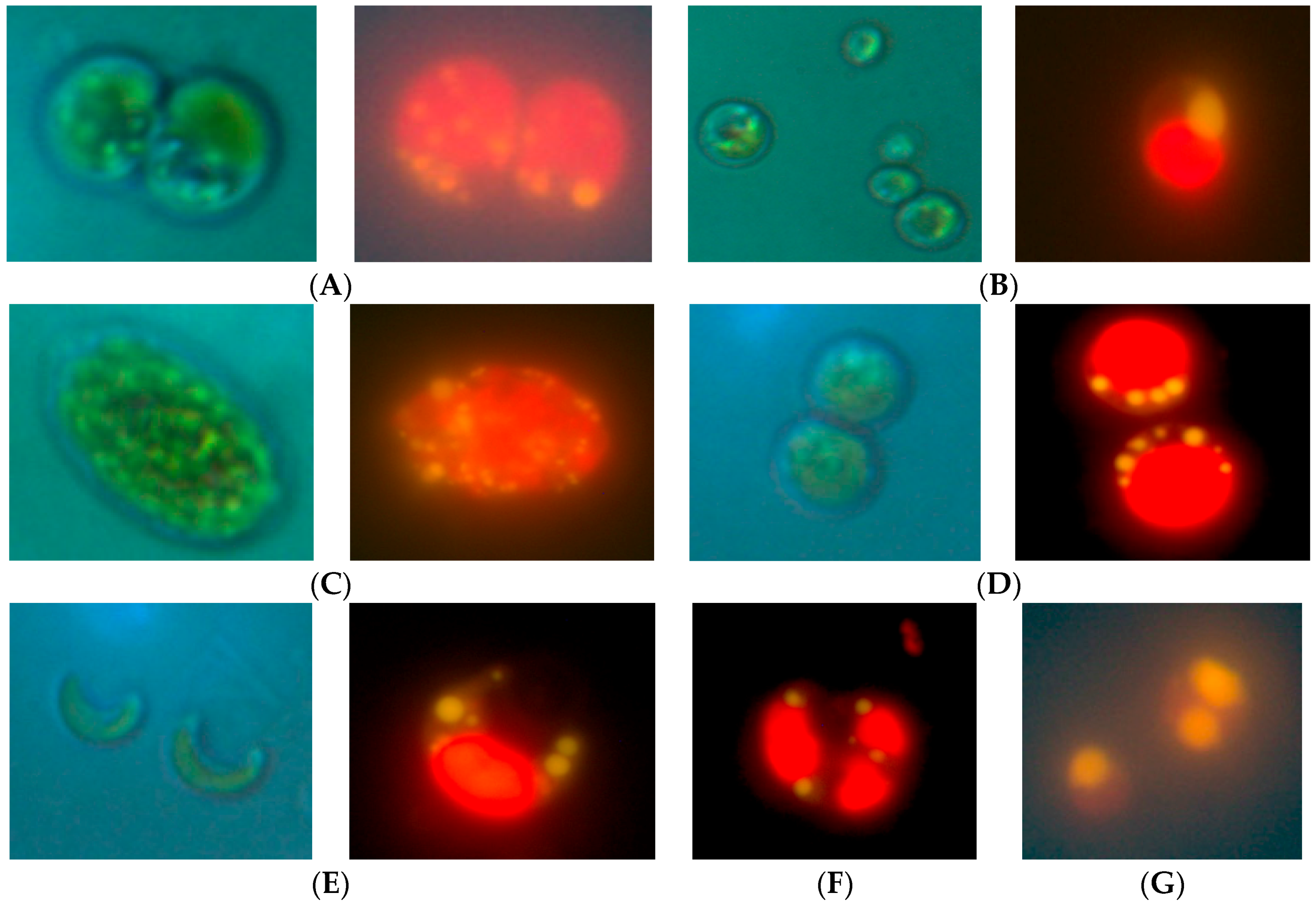 Marinedrugs 15 00194 g001