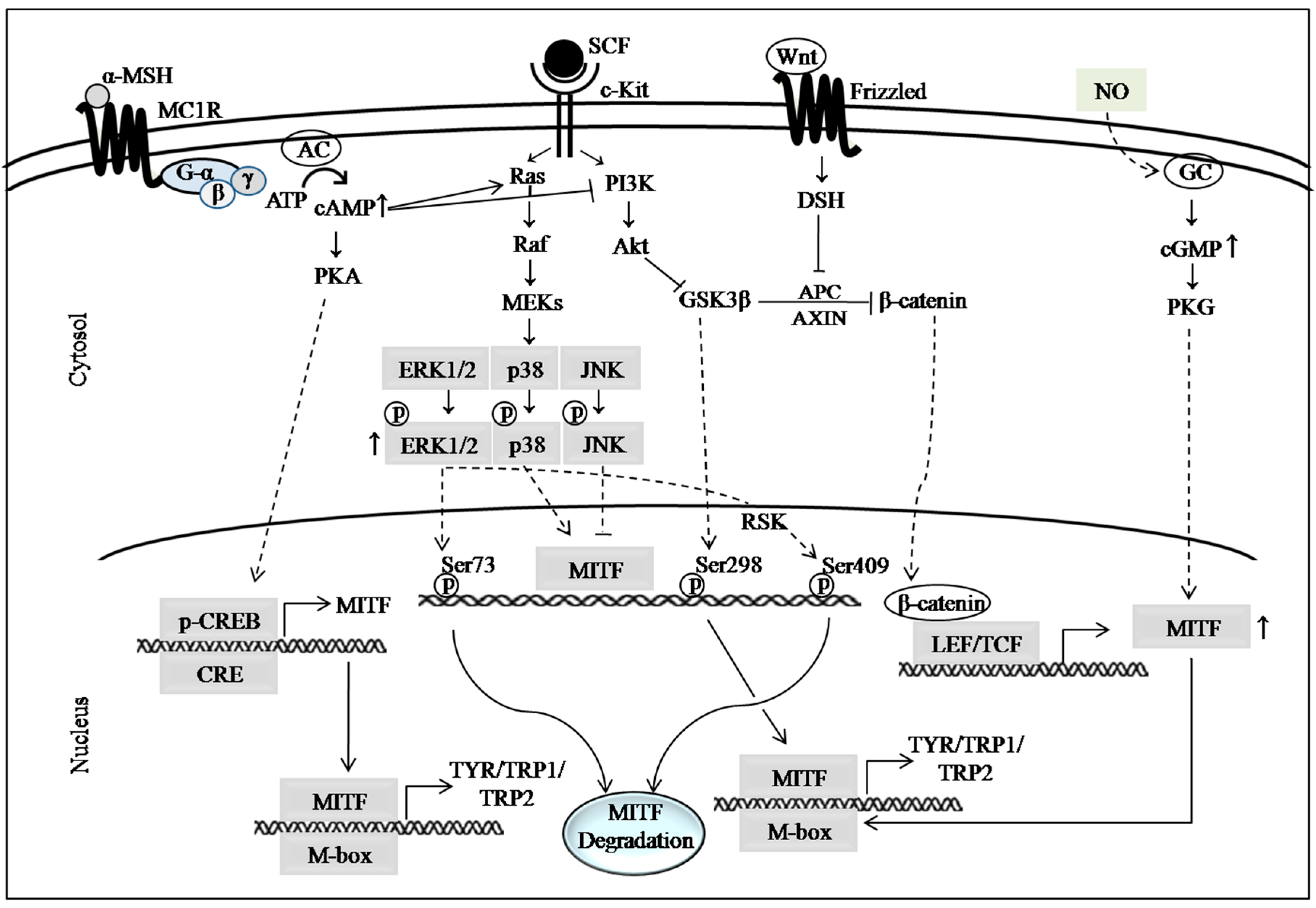 Marinedrugs 15 00297 g001