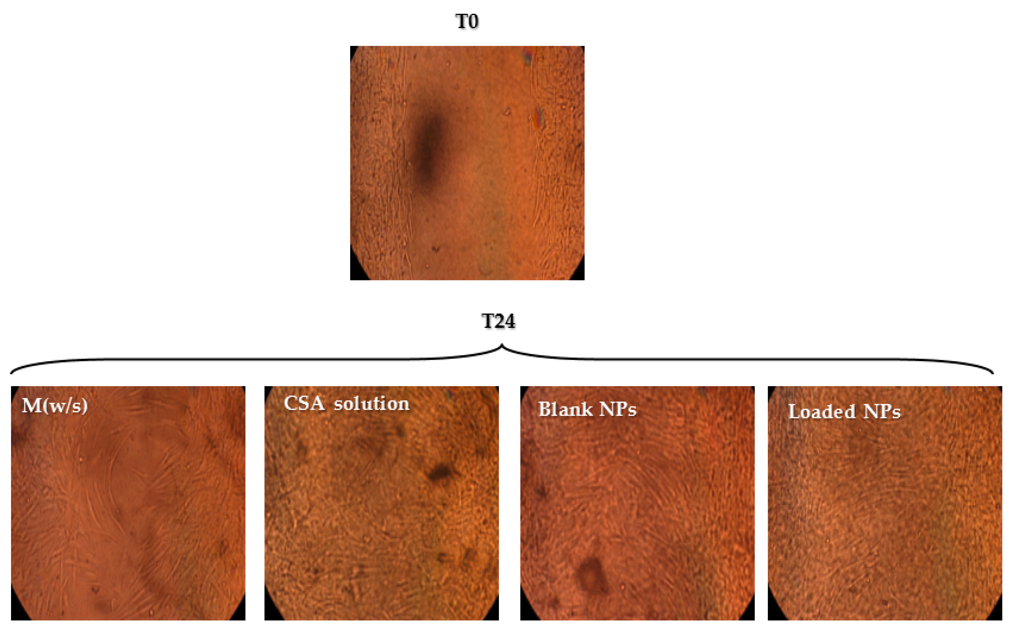 Marinedrugs 15 00319 g006