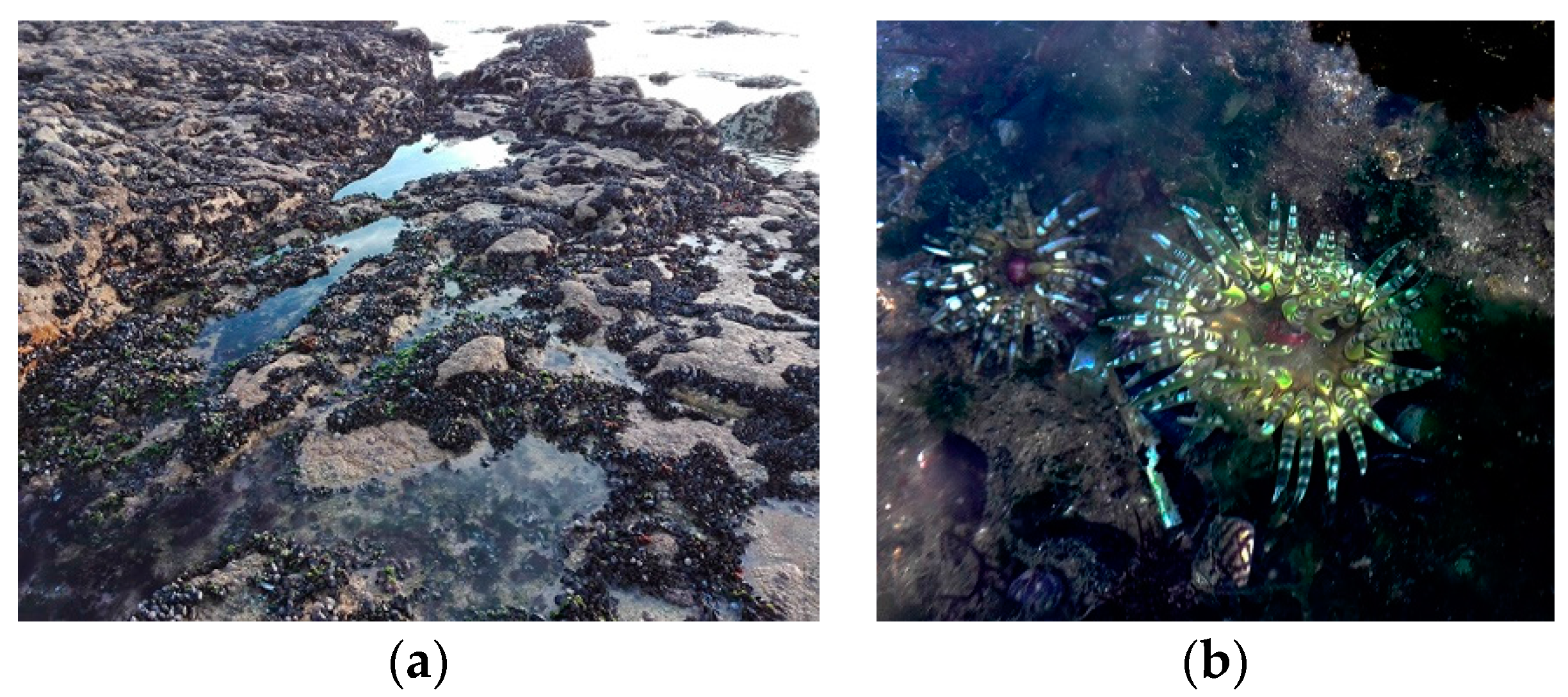 Marinedrugs 16 00042 g001 Marinedrugs 16 00042 g001